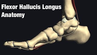 Anatomy and function of flexor hallucis longus [upl. by Elke]