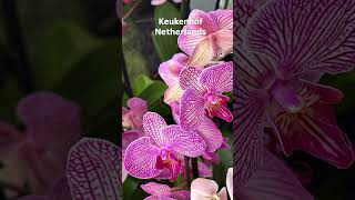 Keukenhof  Países Baixos [upl. by Merta]