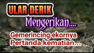 MENGERIKAN GEMERINCING EKOR ULAR DERIK PERTANDA KEMATIAN [upl. by Korella]