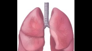 BREATH SOUNDS NORMAL BRONCHOVESICULAR BRONCHIAL [upl. by Rehpinej]