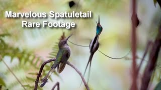 Rare Hummingbird Footage Marvelous Spatuletail Mating Dance [upl. by Stoffel]