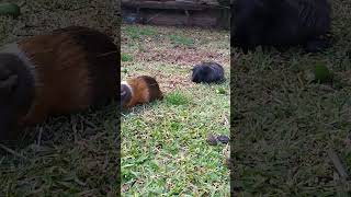 Mis cobayas comiendo pastico😲😍🤩 animals cobayos cuyo pasto [upl. by Eldwin]