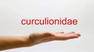 How to Pronounce curculionidae  American English [upl. by Sisak]