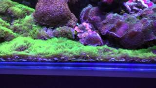 Reef green star polyps GSP bottom [upl. by Bivins]