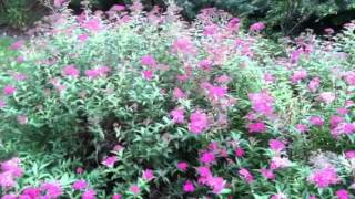 8 Reasons to Grow Neon Spirea Flowering Shrub lowmaintenance [upl. by Iran]