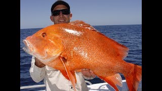 Fraser Island Reds amp Reefies [upl. by Kcirej]