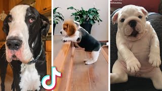 Ultimate Funny Dogs Compilation 🐕 Most Viral DOGS on the internet 🥰 [upl. by Raoul821]