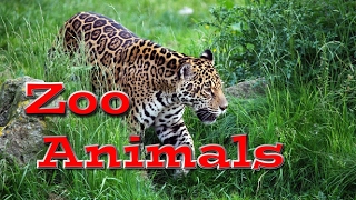 Animal World Zoo Animals for Kids  Kids Learning Videos [upl. by Humo80]