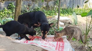 Cats amp Dog Eating chicken meet [upl. by Aliehs]