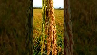 Amazing hybrid paddy farming ricefarming paddy shorts [upl. by Esdras]