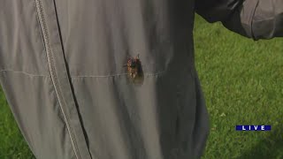 Theyre flying Millions of cicadas now on the move in Western Springs [upl. by Gnolb]