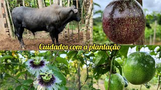 roçando a plantação de maracujá  ração pro boi  mostrando a plantação [upl. by Allemat]