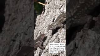 Western Fence lizard doing pushups to impress a female shorts [upl. by Sisely420]