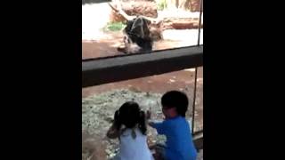 Crazy chimp attacks kids behind glass [upl. by Oryaj]