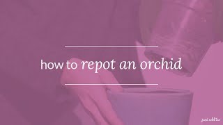 Orchid Care How To Repot an Orchid and Keep it Thriving [upl. by Bradford678]