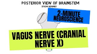 2Minute Neuroscience Vagus Nerve Cranial Nerve X [upl. by Skardol]