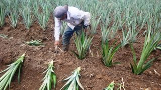 Proceso de Cultivo y Producción de la Piña  TvAgro por Juan Gonzalo Angel [upl. by Ann-Marie]