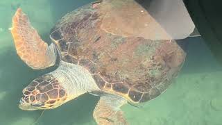 Sea turtles in Chania Crete [upl. by Ojaras]