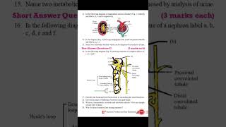 CLASS 11 Biology Revision Notes Excretory Products and Their Elimination  Biology Revision Notes [upl. by Tamarah]