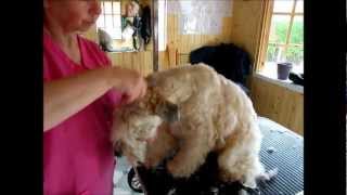 SoftCoated Wheaten Terrier trimming with clippers  Part 2 [upl. by Benil]