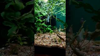 Longfin Panda Corydoras [upl. by Aisinut]