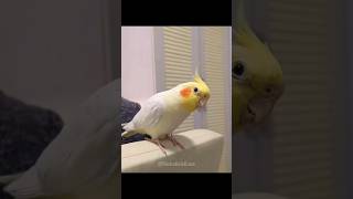 Cutest Cookie Song Dance cockatielscraze cockatiel birdsinging [upl. by Kimbra643]