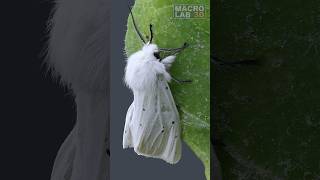 White Ermine with a little friend walking on his antenna [upl. by Sybyl378]