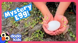 What Kind Of Baby Animal Is In This Egg  Dodo Kids  Rescued [upl. by Drarehs428]