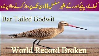 Bar Tailed Godwit World Record  How far can a bird fly  AFM Insights [upl. by Oates]