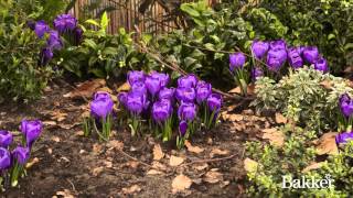 Timelapse  Crocus [upl. by Ashia]