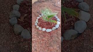 Planting a new Washingtonia Filifera California Fan Palm palms palmtrees planting garden [upl. by Botzow]