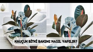 Kauçuk Bitkisi Bakımı ve Çoğaltılması  Ficus Elastica [upl. by Aeniah238]