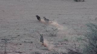 Lions at Kgalagadi Gharagab Wilderness CampLouis Le Roux [upl. by Naor]