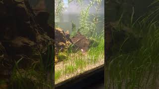 The Ultimate Walstad Neocaridina Tank Setup [upl. by Kevina]