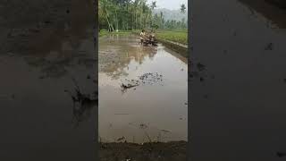 Membajak sawah videoviral petanimudamilenial trending [upl. by Sale463]