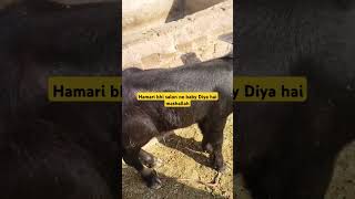 Hamari buffalo na baby Diya hai mashallah [upl. by Kablesh]