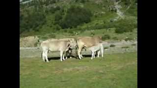 TERNERO AMAMANTANDO CRIA DE VACA TOMANDO LECHE MATERNAL ORDESA [upl. by Rowena]