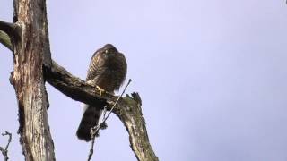 Eurasian sparrowhawk call [upl. by Odnaloy]