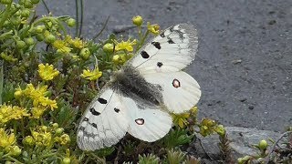 HochalpenApollo Parnassius phoebus Frankreich Alpen bei Vald´Isère [upl. by Katlaps]