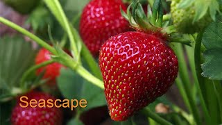 Ask Gardener Lynn quotWhat is the best Strawberry variety to grow [upl. by Eilrak]