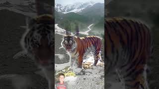 Wild Life Bengal Tiger In Snow Mountain Climb [upl. by Anaela]