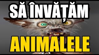 Sa invatam animalele [upl. by Nye]