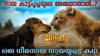 A Dogs Way Home 2019 Movie Explained In Malayalam  Hollywood Movie Malayalam Explanation [upl. by Isyed]