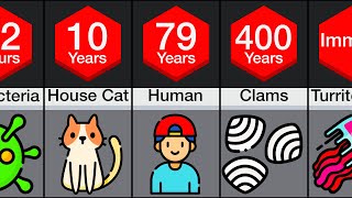 Comparison Animal Lifespans [upl. by Araas723]