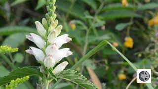 Galane glabreWhite Turtlehead Chelone glabra [upl. by Hannibal731]