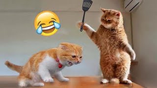 Fart prank on cats and dogs 😂😂😂 funnyvideoshorts 😂 cat animals [upl. by Uy]