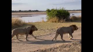 South Luangwa National Park July 2022 [upl. by Gibe372]