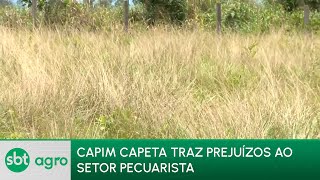 SBT Agro 291223 Capim capeta causa prejuízos ao setor pecuarista [upl. by Lyrehs]