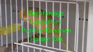 Lancashire Positur KanarienZuchtanlage2019Holger Kok [upl. by Ahker]