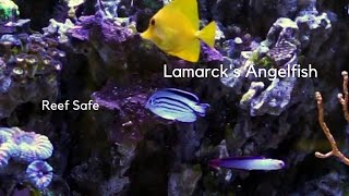 Lamarcks Angelfish Care Tips and Behavior [upl. by Erick715]